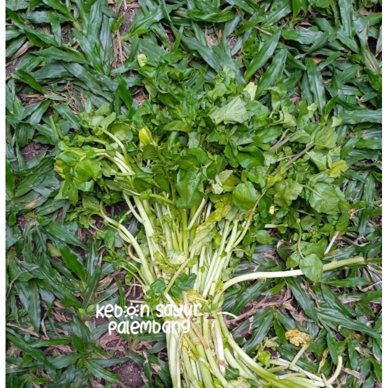 

Kebun Sayur Selada Air - Jukut 1 ikat