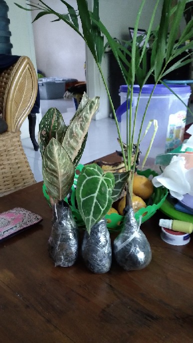 Tanaman Hias Indoor Palem Kuning Tunggi 50cm - Palm Kuning