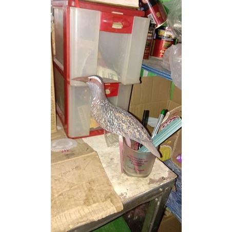 jontrot burung sintar mutiara