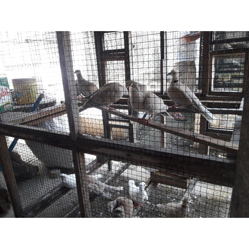 PUTER PELUNG/SEPASANG