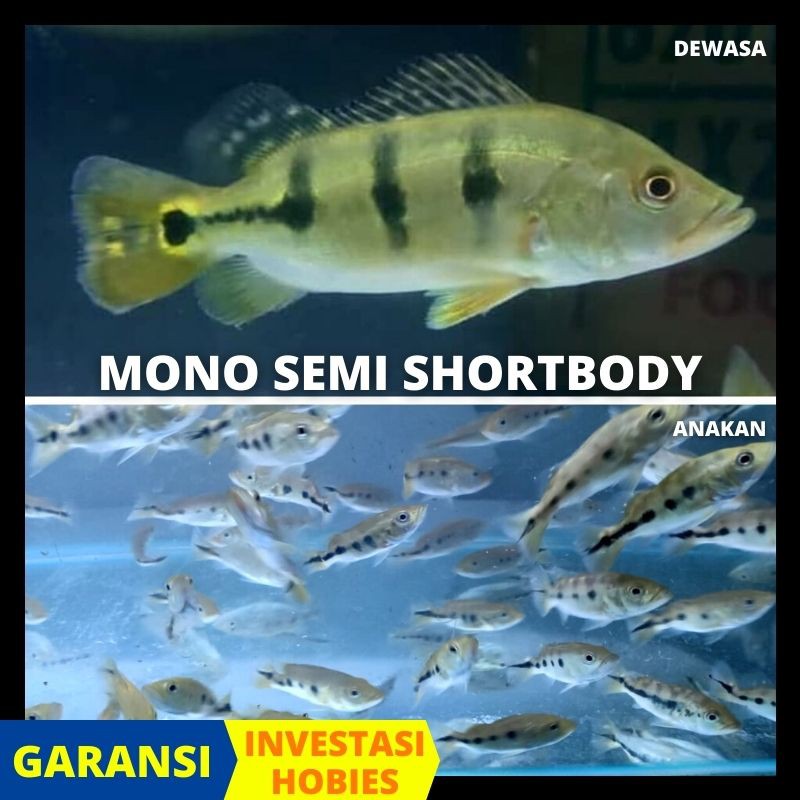 pbass mono KERIS , shorttail 12-13cm random