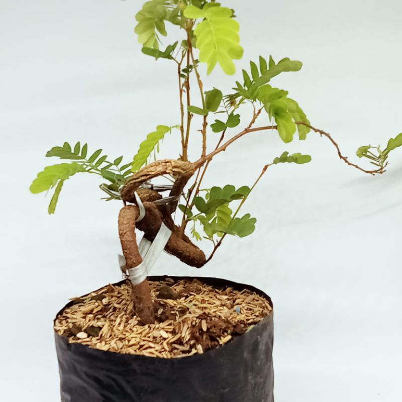 Asem bonsai