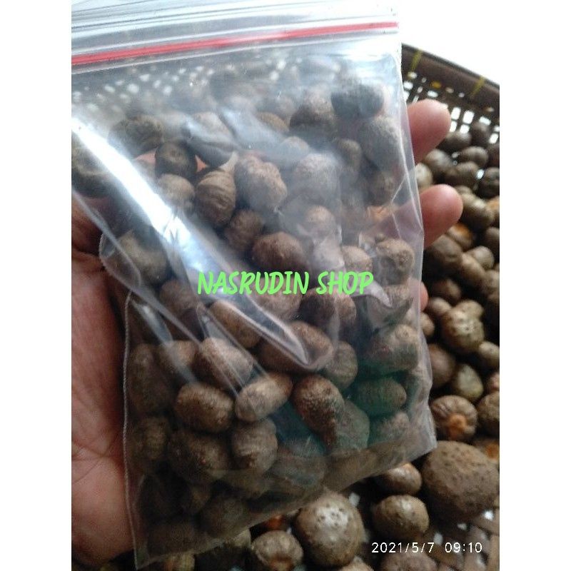 BIBIT PORANG ISI 100 BIJI PERPACK / BIBIT KATAK PORANG ASLI DORMAN / KONNYAKU / AMORPHOPHALLUS KONJA