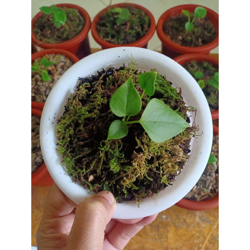 anthurium veitchii