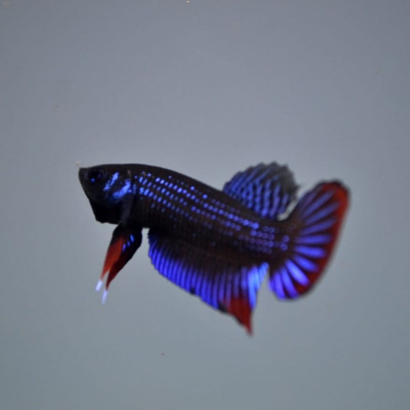 

Wild Betta Imbellis