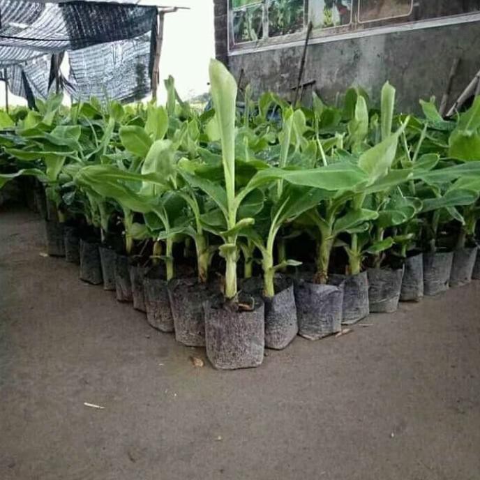 Terbaik bibit buah pisang cavendish