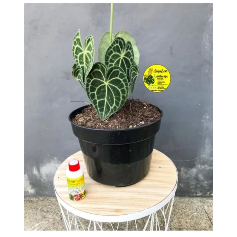 TANAMAN HIAS ANTHURIUM KUPING GAJAH + POT HITAM