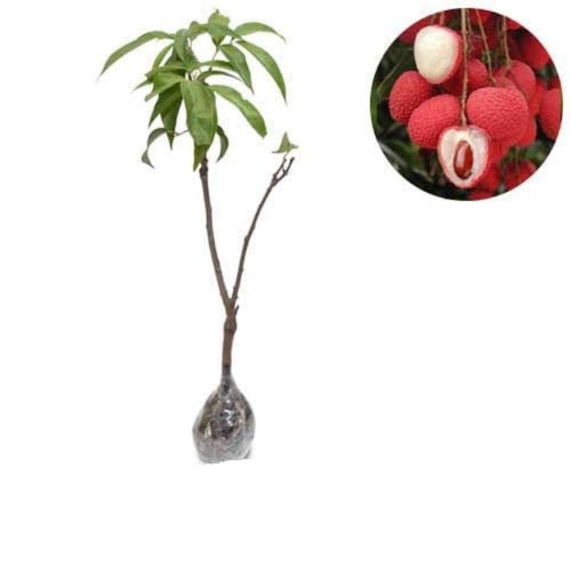 Bibit Buah Leci Super Unggul