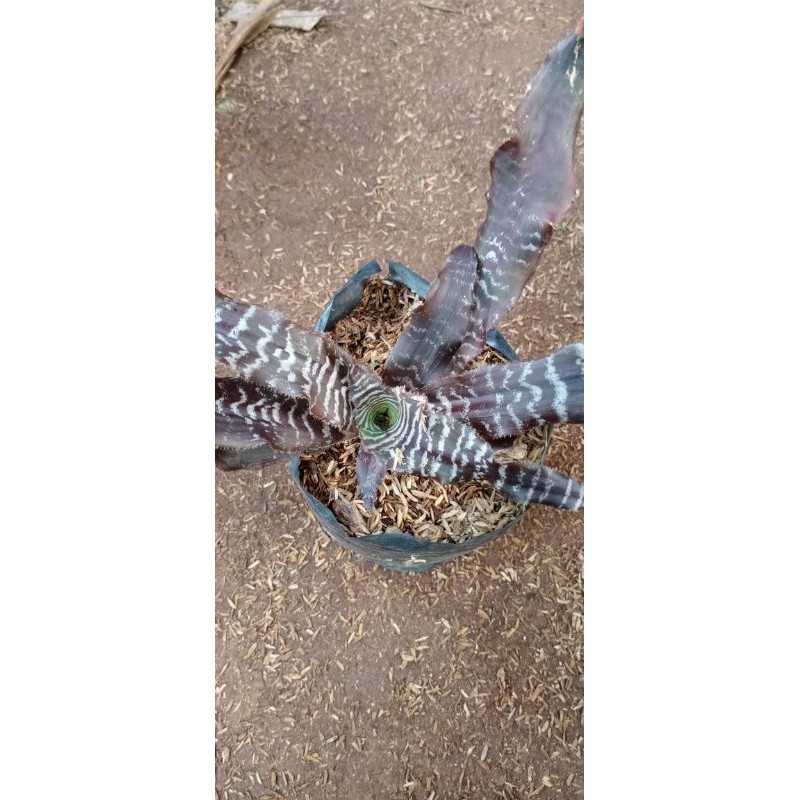 TANAMAN HIAS SANSIVERA TOKEK/NANAS TOKEK/ CRYPTANTHUS FOSTERIANUS