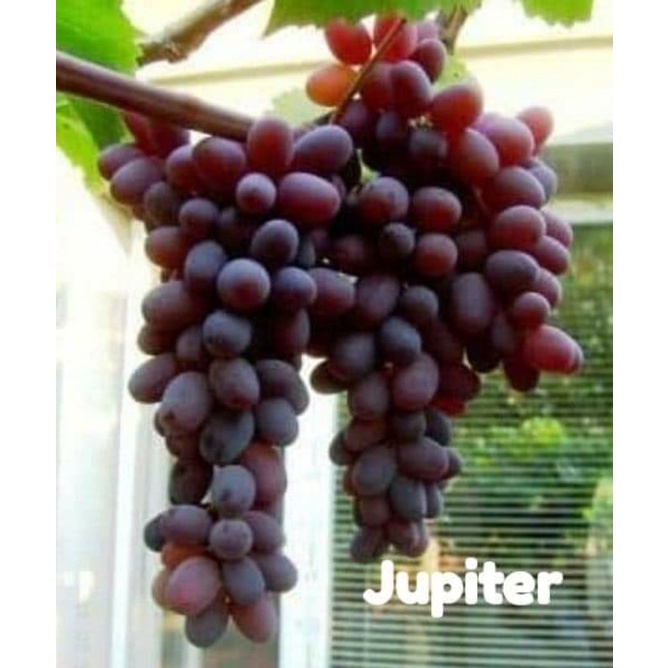 bibit anggur jenis jupiter dan ninel_paket 2pcs pohon anggur import grafting mudah berbuah