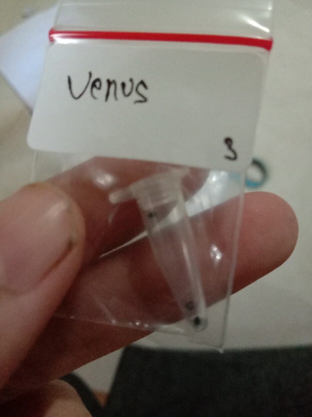 Biji / Benih / Seed Tanaman Karnivora Venus Flytrap