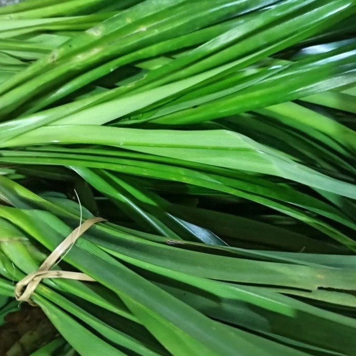 

Daun Pandan Hijau 1 kg Fresh.