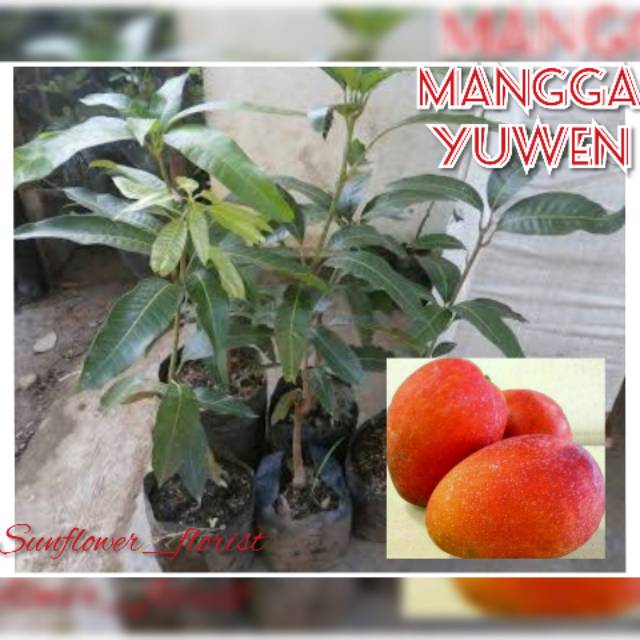 Bibit Buah Mangga Yuwen/Bibit Mangga Unggul