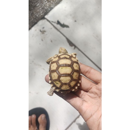 Baby Sulcata size 5-6cm
