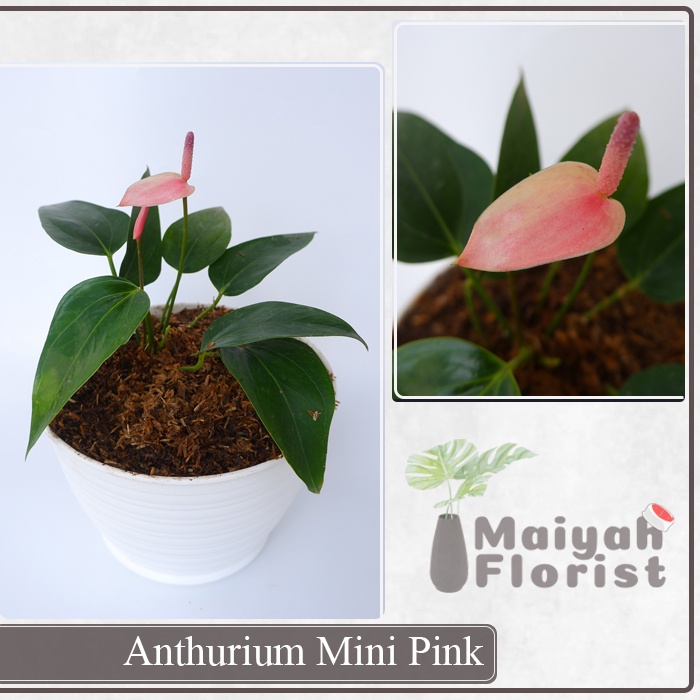 Tanaman Hias Anthurium Mini Pink - Laceleaf