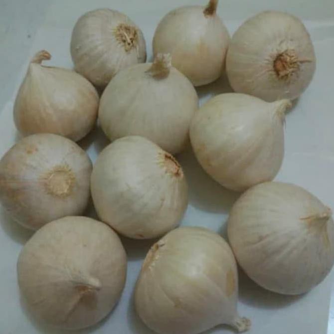 

[[BISA COD]] Bawang Putih Tunggal / Lanang OBRAL Kode 839