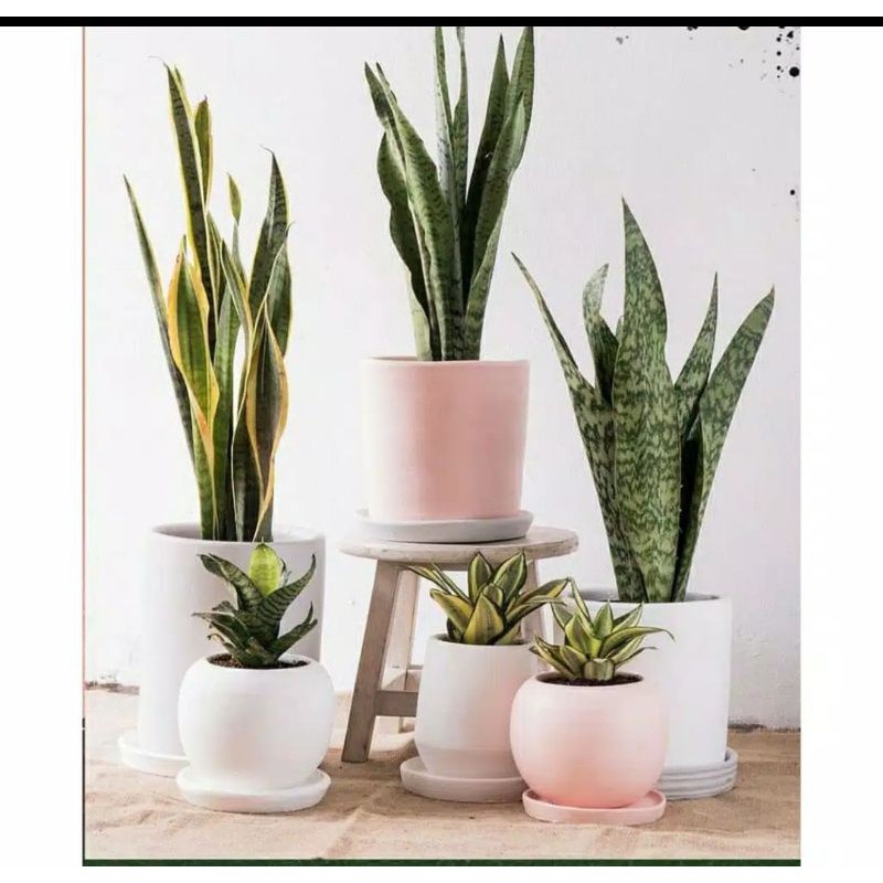 6 Paket Tanaman Hias Hidup Senivera Mini Golden/Hijau/Kuning dan Lidah Mertua