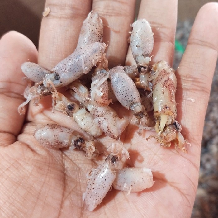 

Ikan Asin Baby Cumi Kering Lampung