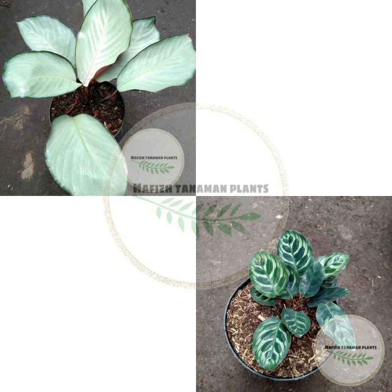 Paket 2 Jenis Tanaman Hias Chalatea - Chalatea Makoyana - Silver Tanaman Hidup-,Bunga Hidup Murah Bu