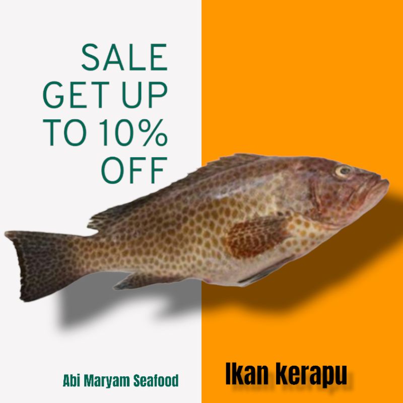 

Ikan Kerapu Macan / kerapu totol fresh berkualitas 1 kg