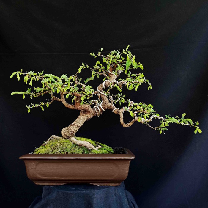 Bonsai Tanaman Hias Pohon Asem Asam Jawa Sketsa Penari Bali Shopee Indonesia