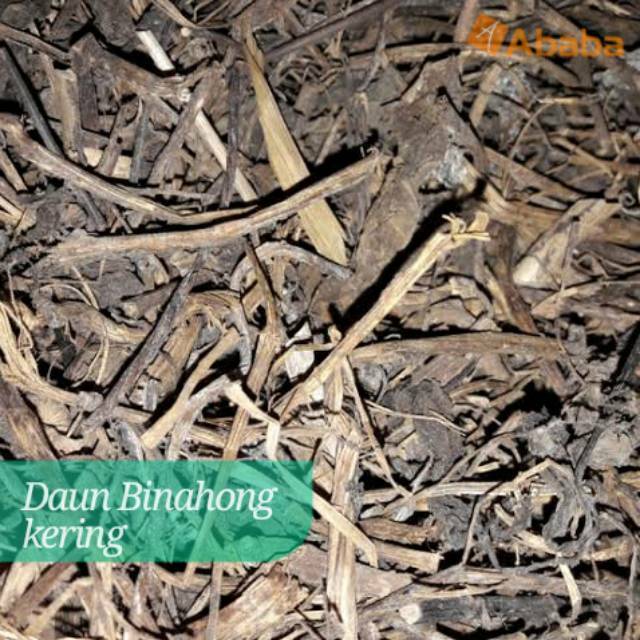 

DAUN BINAHONG KERING