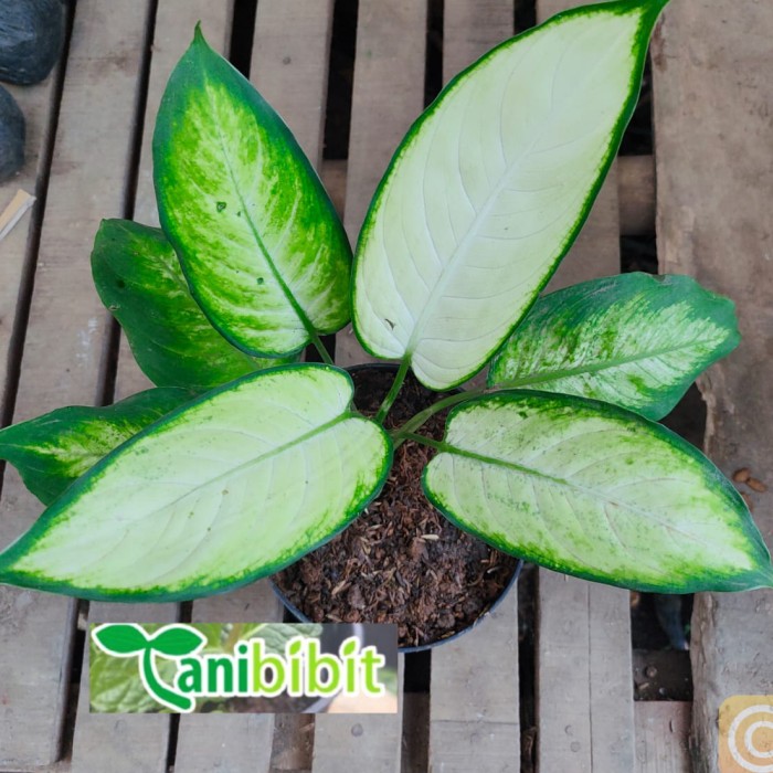 Tanaman hias aglonema tisu/dieffen putih daun bahagia