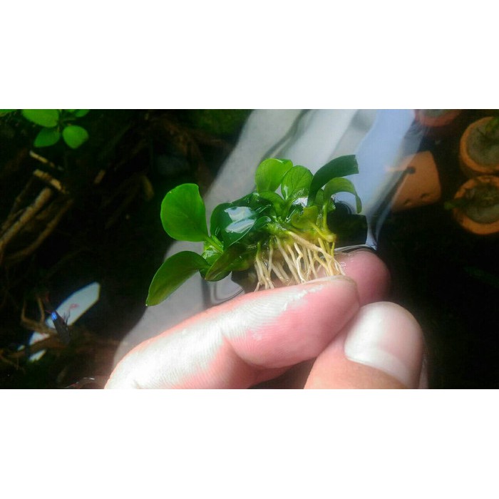 tanaman aquascape anubias petit