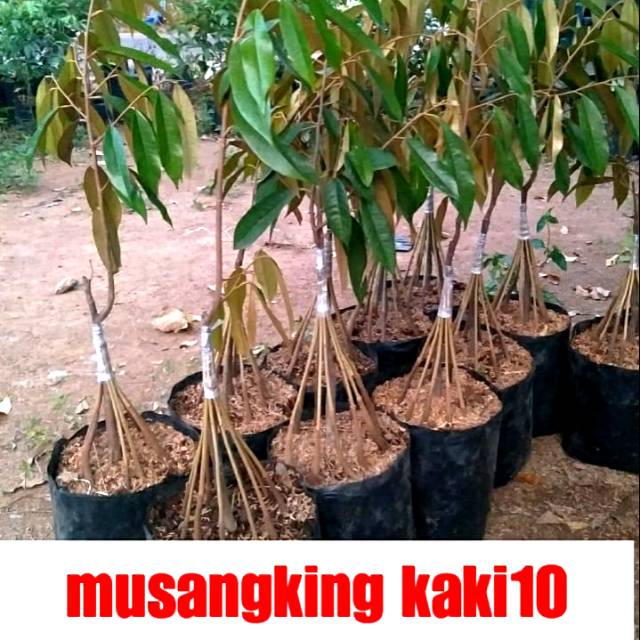 Bibit durian musangking kaki 10