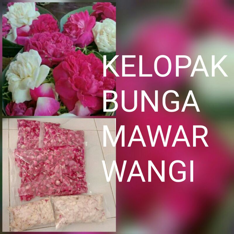 kelopak bunga mawar lokal/kampung wangi pink putih