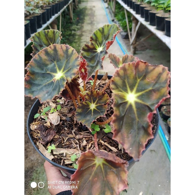 Begonia Rex