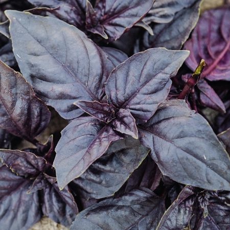 Benih Bibit Basil Ungu - Basil Purple Dark Opal - Kemangi Ungu - Ocimum basilicum