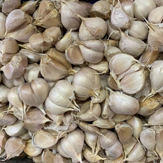 

Bawang putih kating
