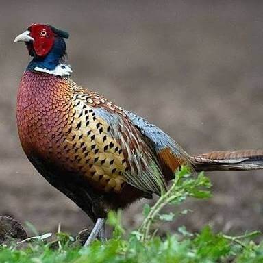 

TELUR AYAM HIAS RINGNECK PHEASANT JENIS GREEN FERTIL ASLI UNTUK TERNAK