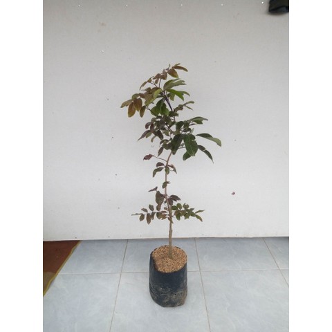 Tanaman Buah Kelengkeng Matalalda (dimocarpus longan)