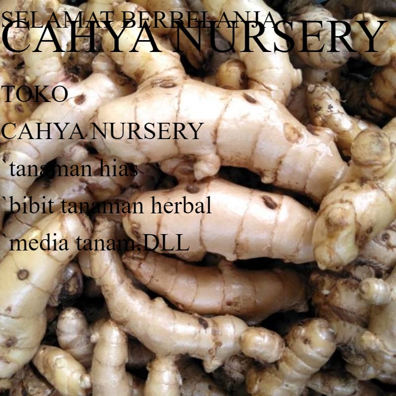 

Promo 500g TEMU PUTIH SEGAR CURCUMA ZEDOARIA FRESH KUNYIT KUNIR PUTIH Diskon 50%