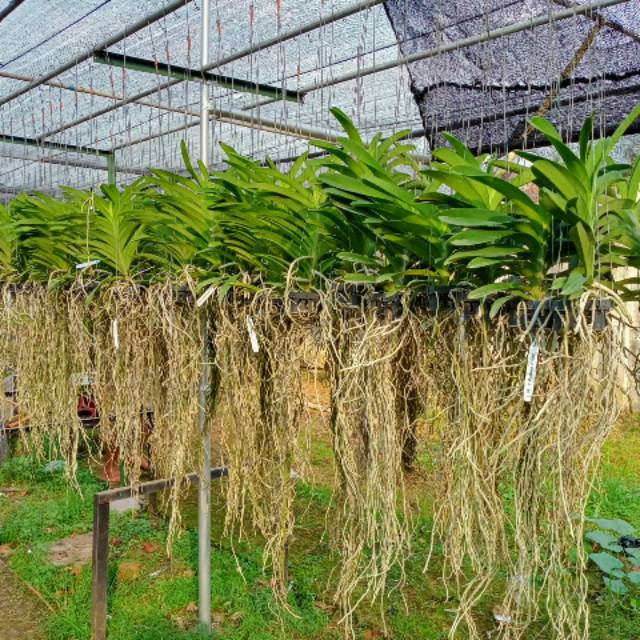 Anggrek Vanda Hybrid Thailand