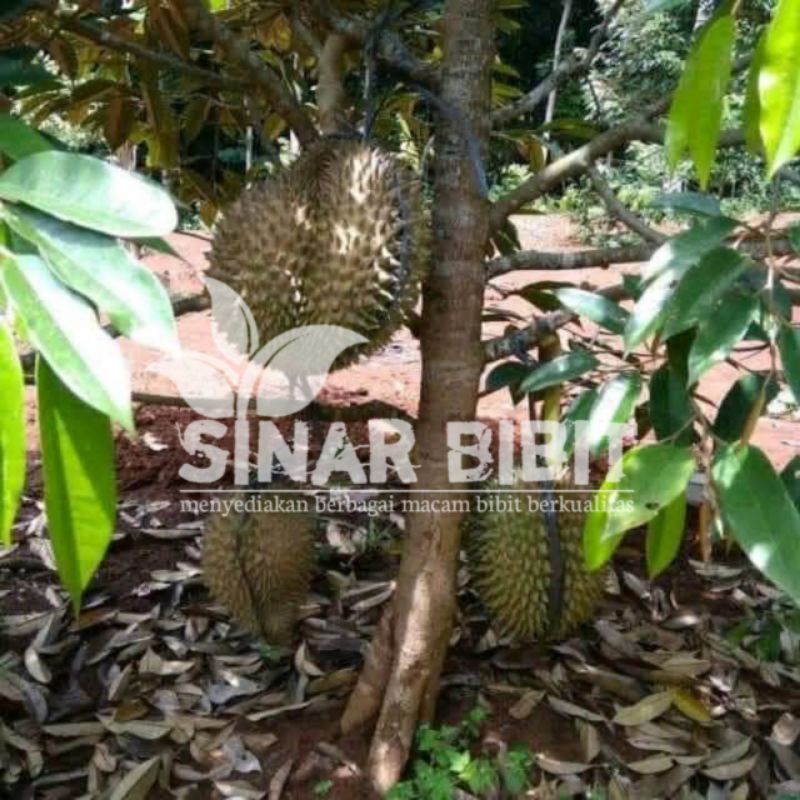 bibit durian bawor kaki 3 cepat berbuah