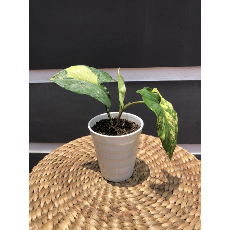 syngonium yellow variegated