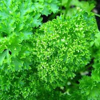 Benih Bibit Biji - Parsley Moss Curled 2 Herb Seeds - IMPORT