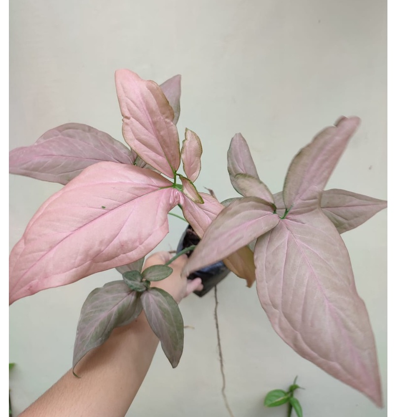 (BISA COD)TANAMAN HIAS SYNGONIUM PINK TANAMAN BUNGA MURAH BERKUALITAS