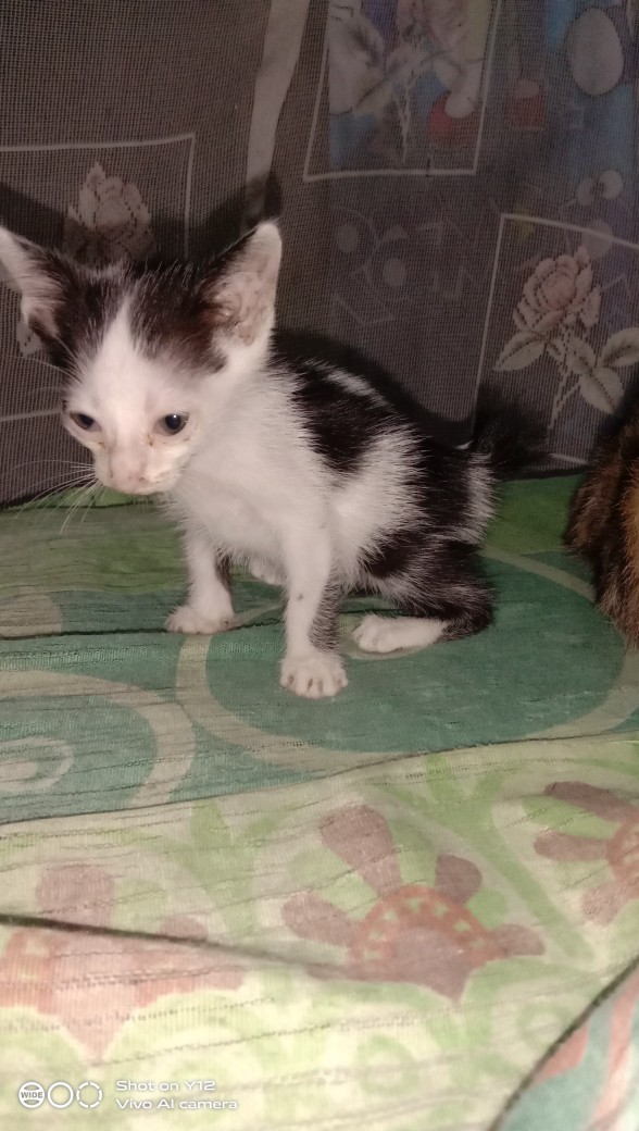 Bgb Sarung Bantal 50cm Bulu Rasfur Karindo + Restleting