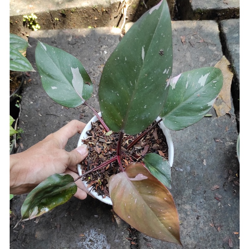 Philodendron Pink Princess kode B / Tanaman Hias Philodendron Pink Princes / Pink princess Philodend