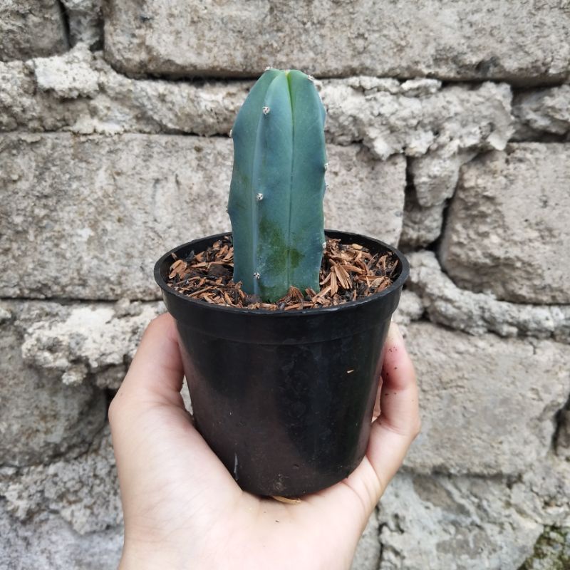 Myrtillo Cactus | D 10cm | Kaktus