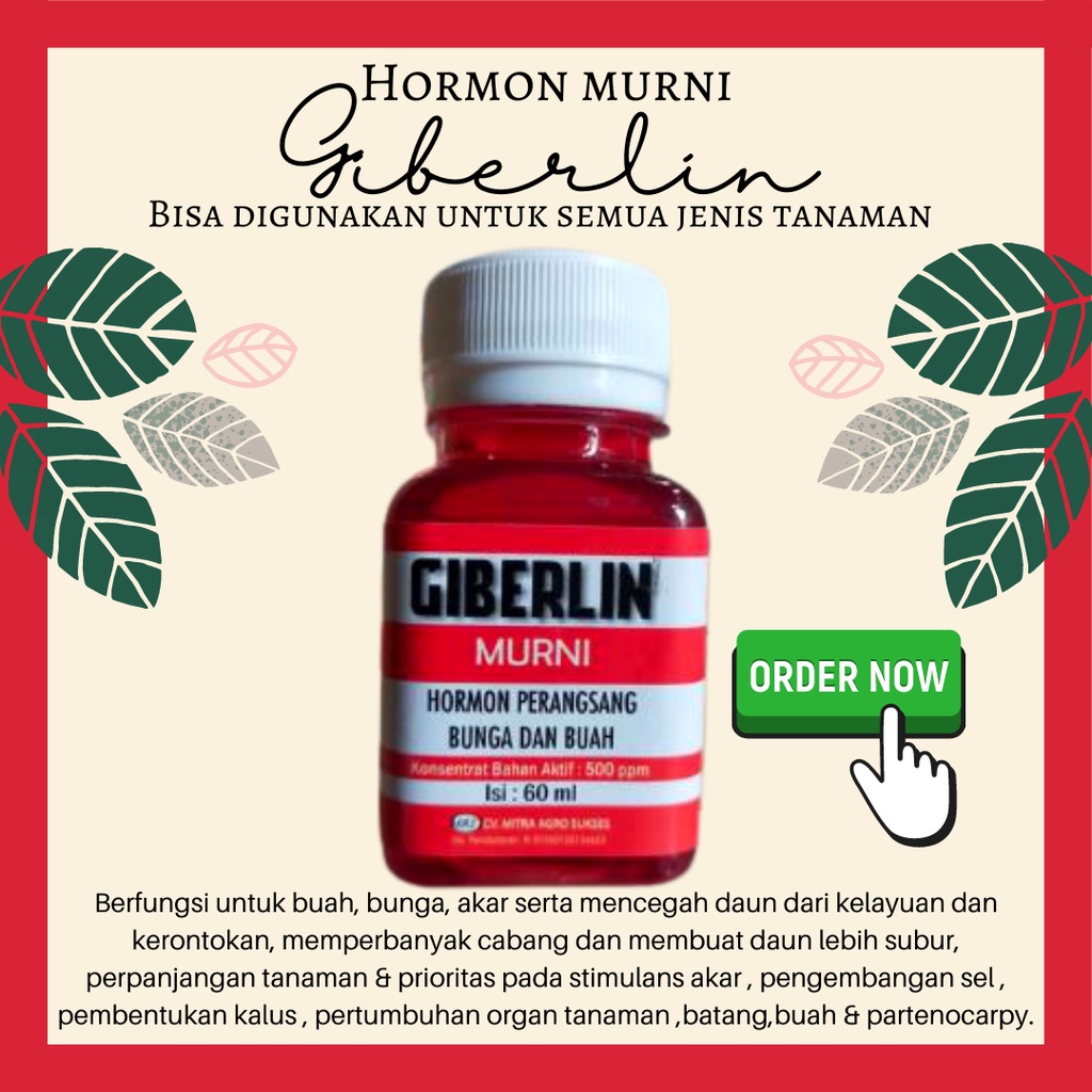 Giberelin Murni Hormon Giberelin Nutrisi Tanaman Giberlin Murni Hormon Giberelin ga3 Nutrisi Pelengk