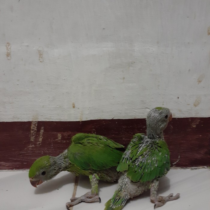 priacoat- indian ringneck green -coat-pria.