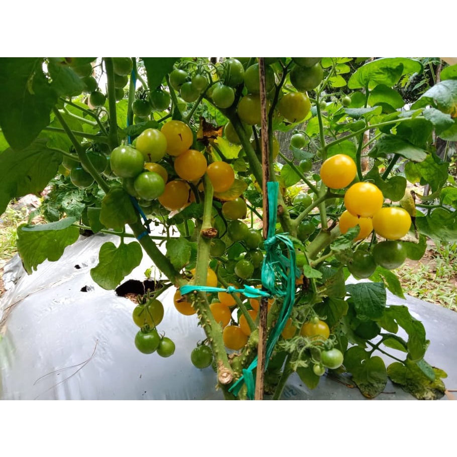 Benih Bibit Biji - Tomat Orange Hat Micro Cherry Tomato Seeds