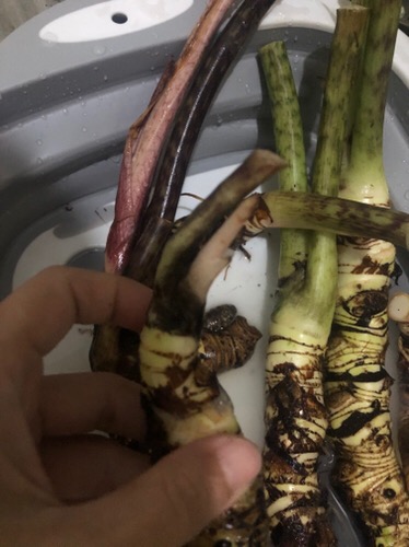 Termurah!! Buy 1 Get 1 Free. Bonggol Alocasia Sp Sulawesi