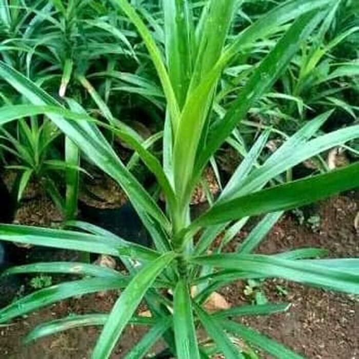 

Daun Suji - Untuk Pewarna Hijau Alami
