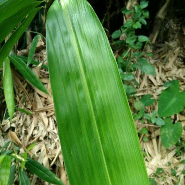 

Daun bambu (daun bakcang)